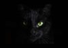 BlackCat Ransomware Gang Targeting Unpatched Microsoft Exchange Servers