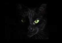 BlackCat Ransomware Gang Targeting Unpatched Microsoft Exchange Servers