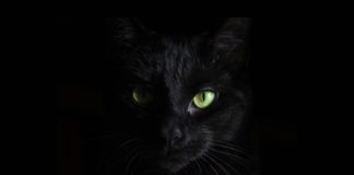 BlackCat Ransomware Gang Targeting Unpatched Microsoft Exchange Servers