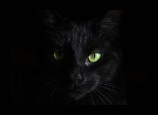 BlackCat Ransomware Gang Targeting Unpatched Microsoft Exchange Servers