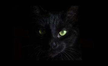 BlackCat Ransomware Gang Targeting Unpatched Microsoft Exchange Servers