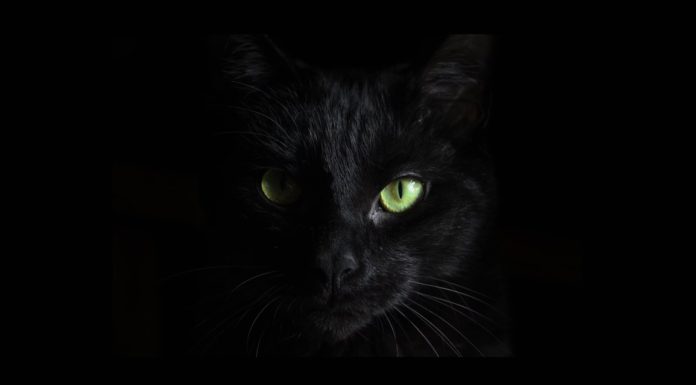 BlackCat Ransomware Gang Targeting Unpatched Microsoft Exchange Servers